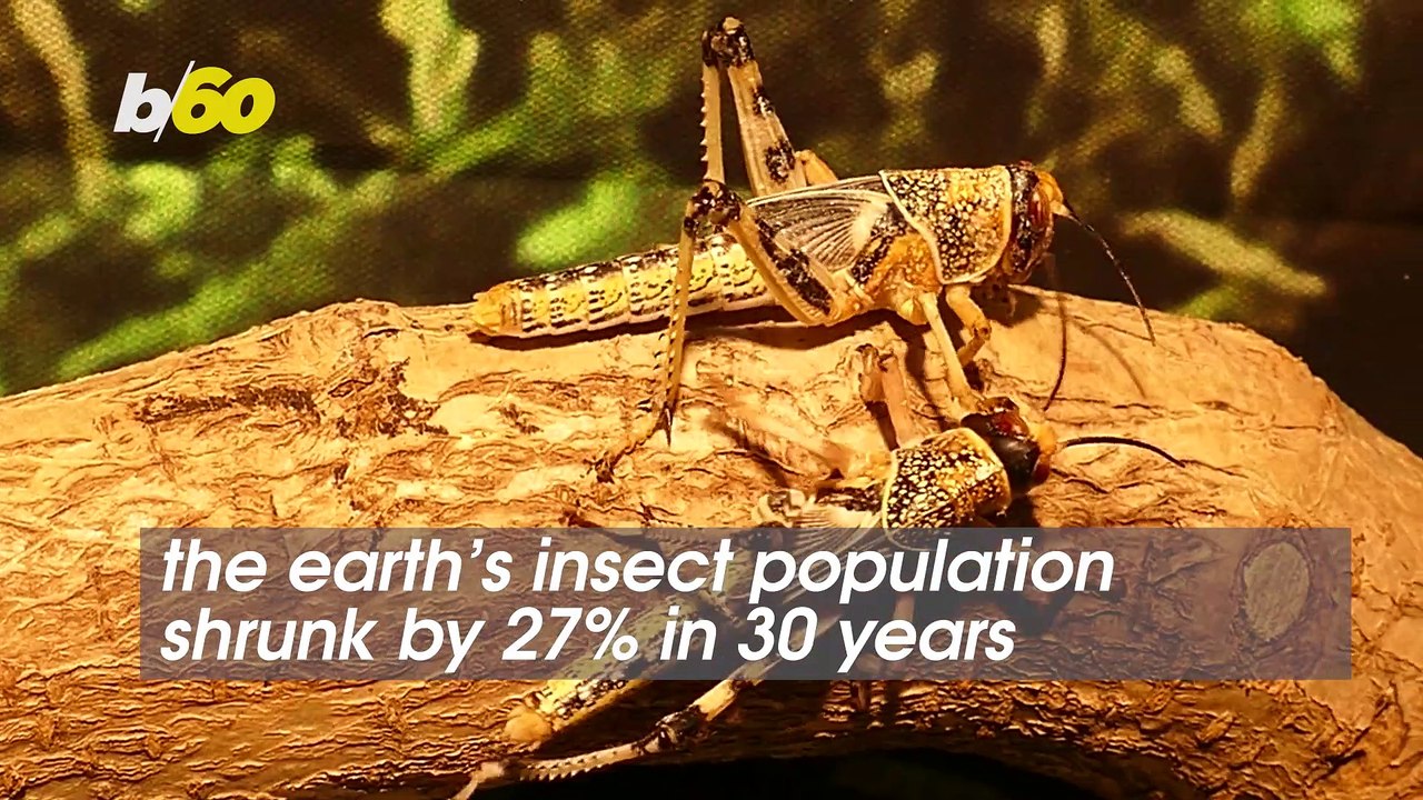 Why Are Scientists Counting Dead Bugs On Cars?