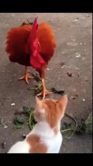 Funny animals - Cat vs Rooster