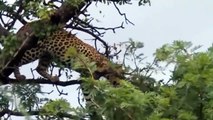 Amazing Moments Of Wild Animals 2022 - Epic Animals Fights Caught on Camera #2