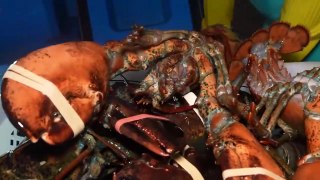 Huge lobster course meal | Korean street food | Jajanan korea