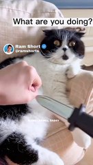Scare The Cat | Ram Shorts   #ramshorts #shorts