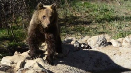Golia in campo per riqualificare l'habitat dell'Orso Marsicano
