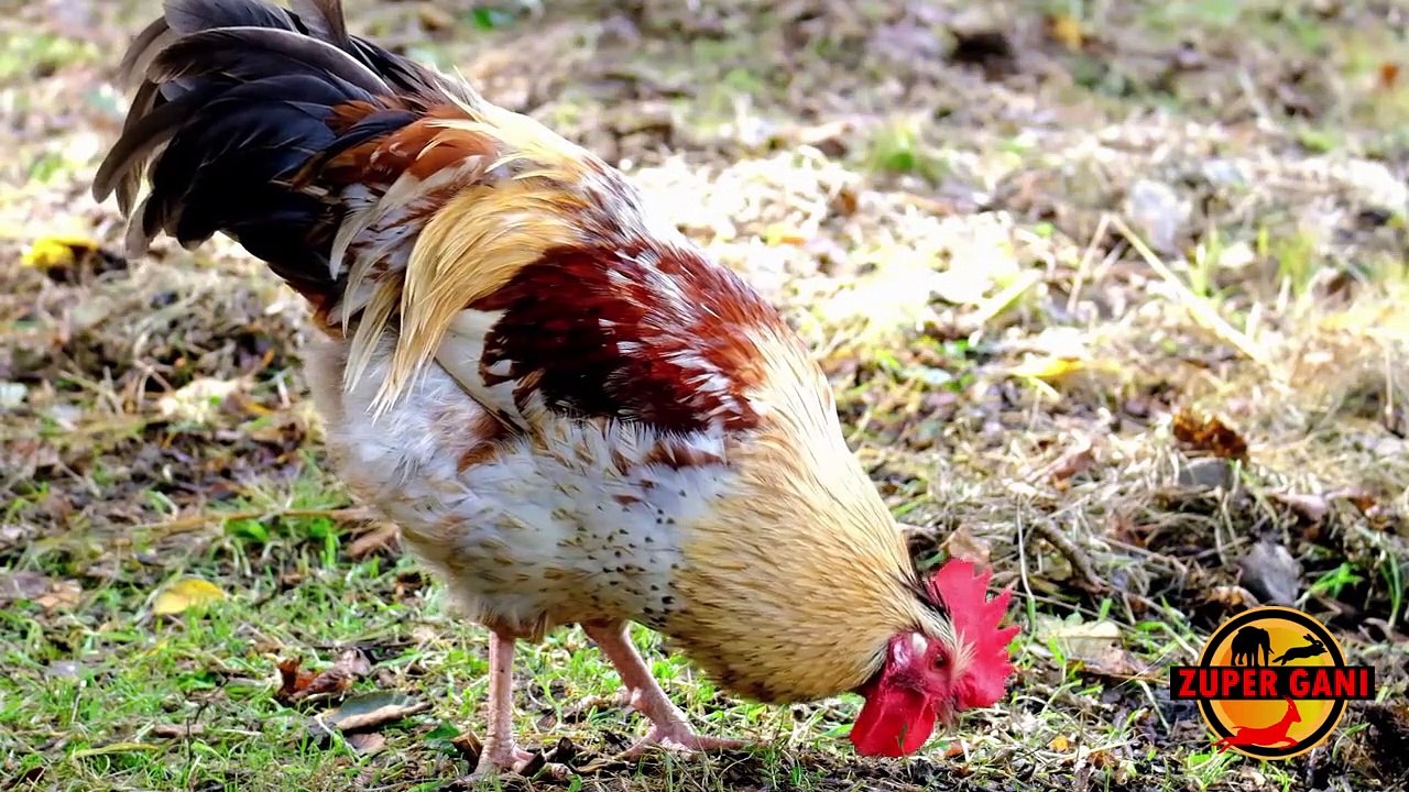 Chicken Habits in Life
