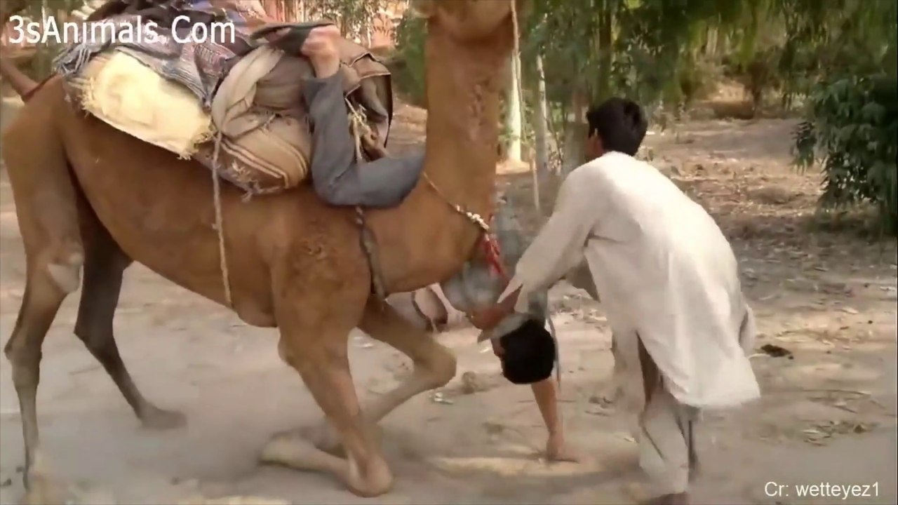 When You Mess With Humorist Animals Part 1
