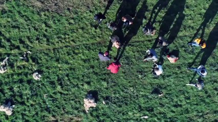 Creatures Bande-annonce (EN)