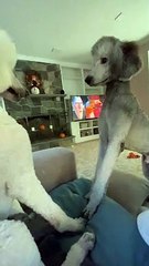Dog Doesn't Recognize Brother After Grooming