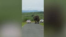 Safari-goer jumps out of car to hide in bushes after being spooked by huge bull elephant