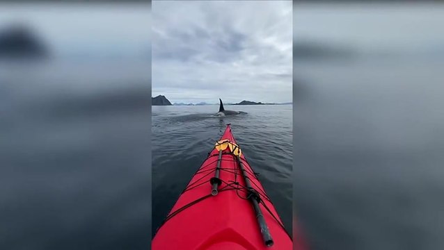 Moment kayaker paddles next to pod of orcas in Norway