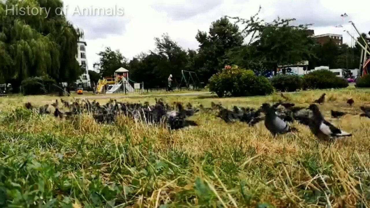 Funny animal videos _