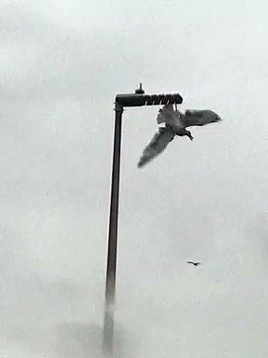 Seagull trapped in Blackpool street light