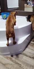 Boxer Pup Turns on the Tub