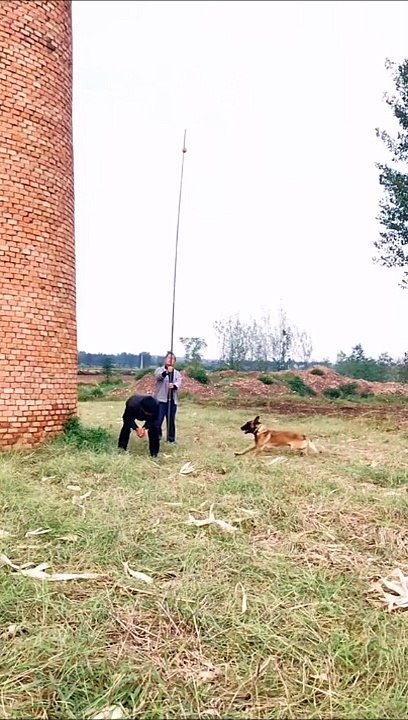 Ce berger malinois fait un saut de plus de 7m de haut... chien surpuissant