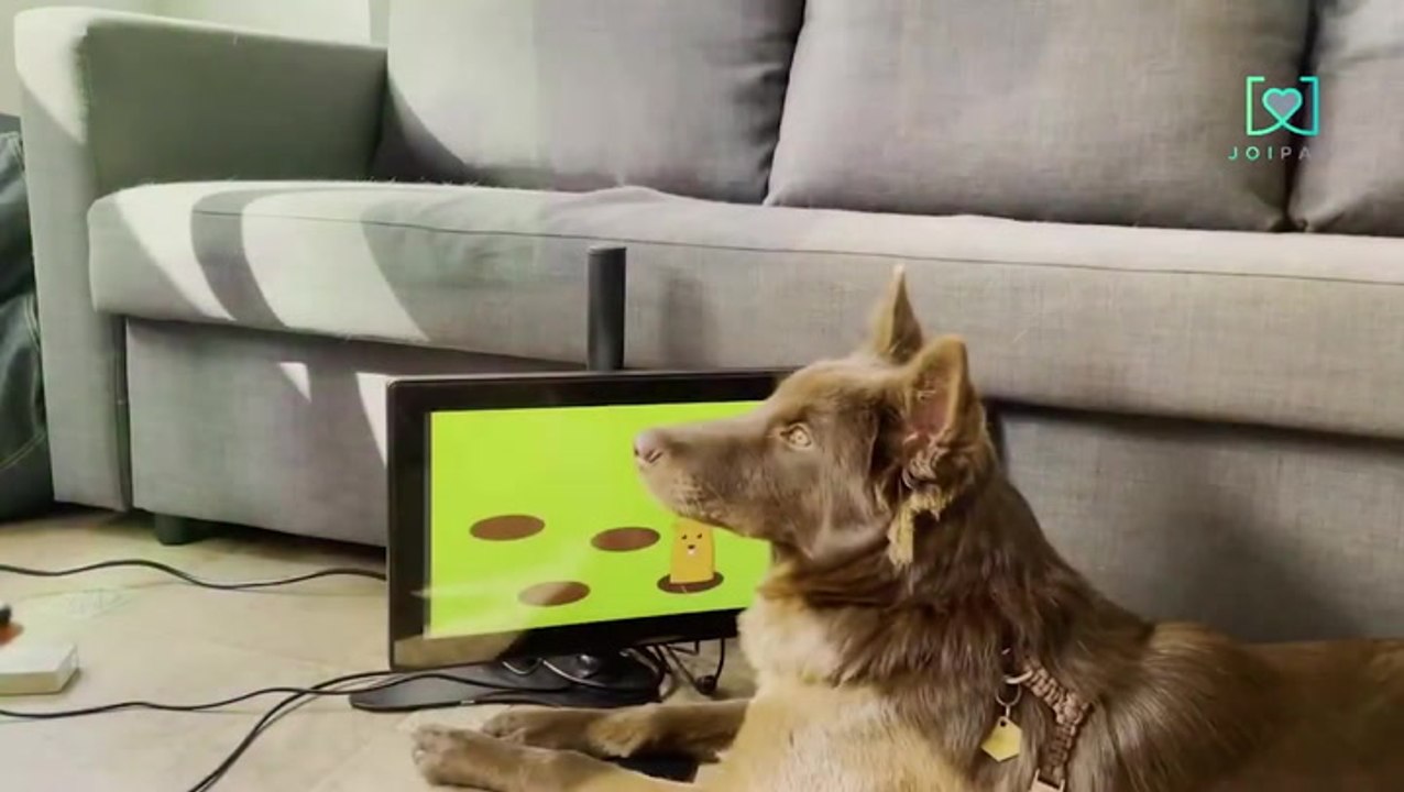 Company creates interactive game to detect dementia in dogs