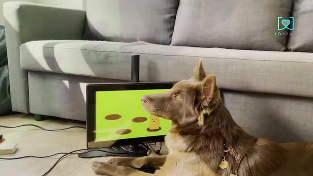 Company creates interactive game to detect dementia in dogs