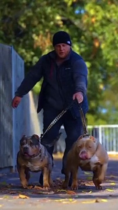 Respect for dog