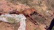 Animal é encontrado morto após ser maltratado e abandonado pelo dono em Pombal