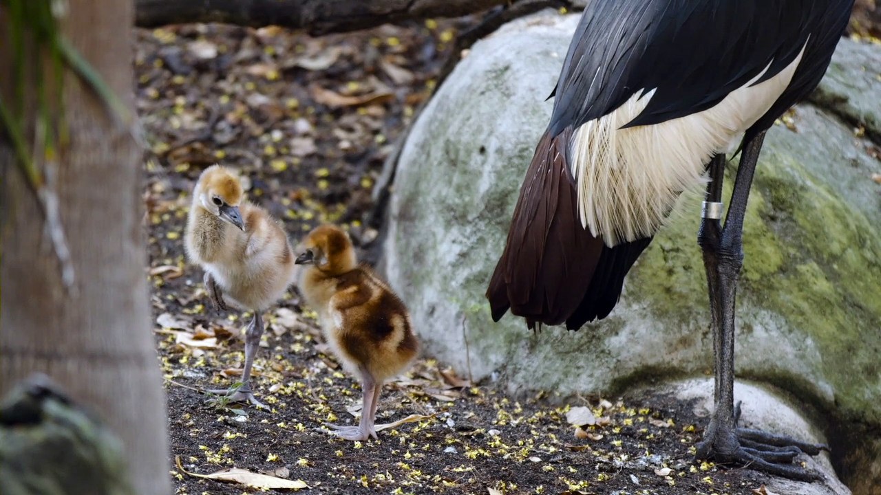 Introducing the Crowned Cranes! Some of the Most Interesting Creatures in the Animal Kingdom