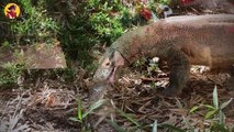 15 Frightening And Sickening Moments Of Komodo Dragons Fighting Over Food