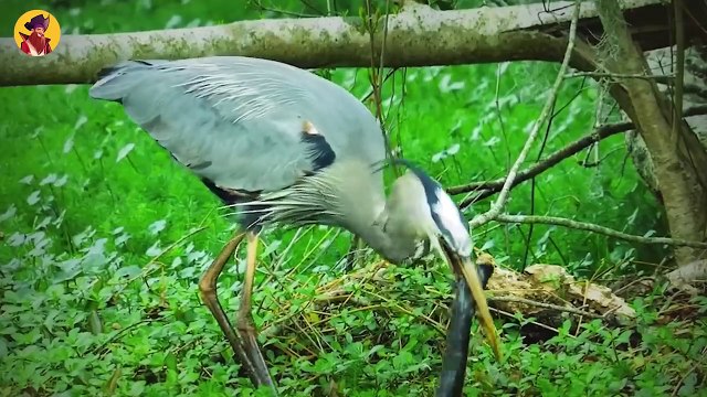 How The Great Blue Heron Hunts And Catches Prey