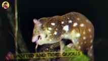 The Ferocious Australian Quoll That Will Fight Any Living Creature