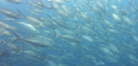 Découverte d’une oasis de vie remplie de requins au large des Maldives