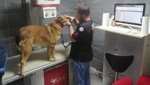 İzmit'te sokak köpeğine korkunç muamele! Topallayan köpeğin bacağından 200'den fazla saçma çıktı