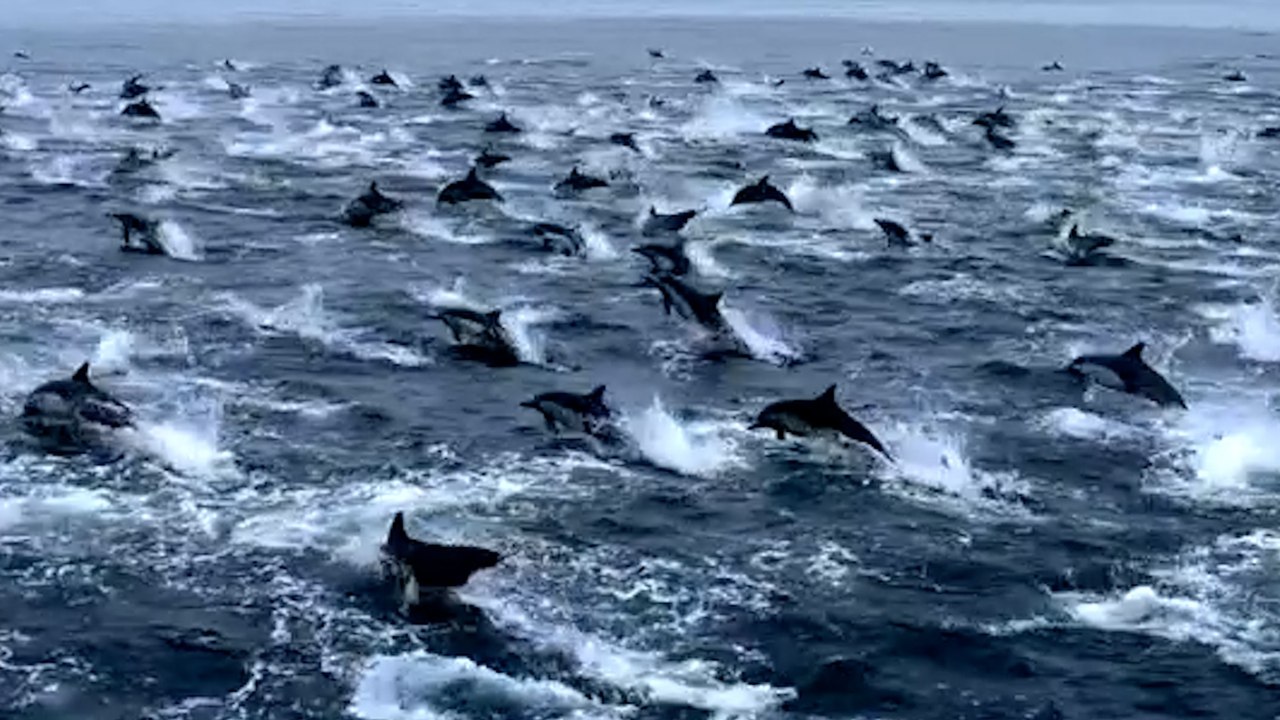 Amazing footage shows dolphin stampede off coast of San Diego - video