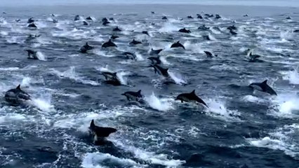 Amazing footage shows dolphin stampede off coast of San Diego