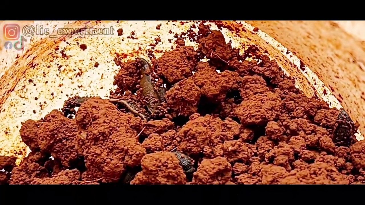 EKSPERIMEN_ LINTAH vs IKAN PIRANHA [BATTLE]