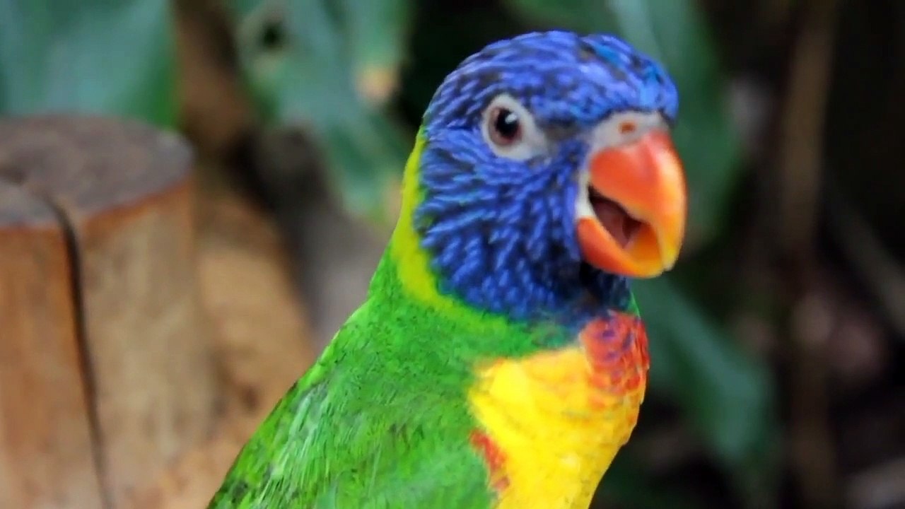 Cute Baby Animals Videos Compilation cute moment of the animals _  ACTIVE CUTENESS