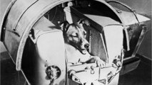 'The first dog in space': The dark reality of what happened to Laika