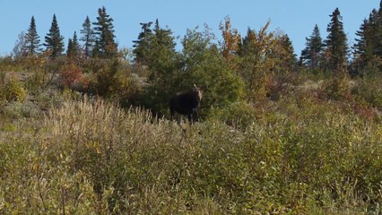 Reprise de l'étude sur la tique d'hiver qui attaque les orignaux au Bas-Saint-Laurent