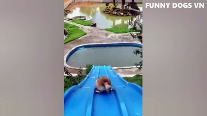 Funniest Animals Video - Funny Dogs And Cats - Try Not To Laugh Animals 2022 (1)