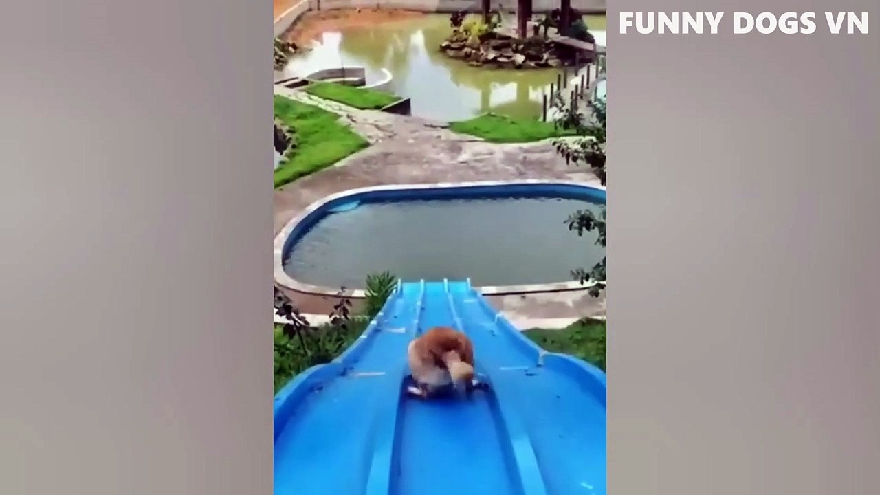 Funniest Animals Video - Funny Dogs And Cats - Try Not To Laugh Animals 2022 (1)