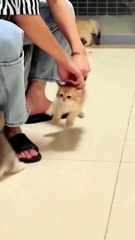 Funny Cat Moment #Funny animal #Funny Video #Funny Kids