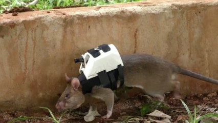 Giant rats wearing hi-tech backpacks trained for disaster rescue
