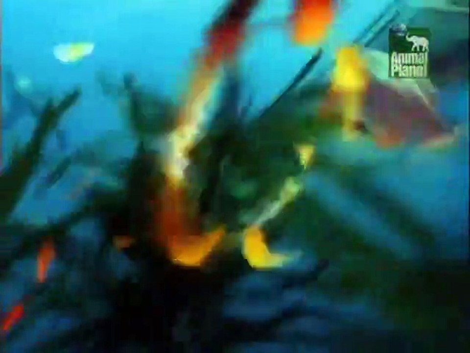 Crocodile hunter staffel 6 folge 1 hd deutsch