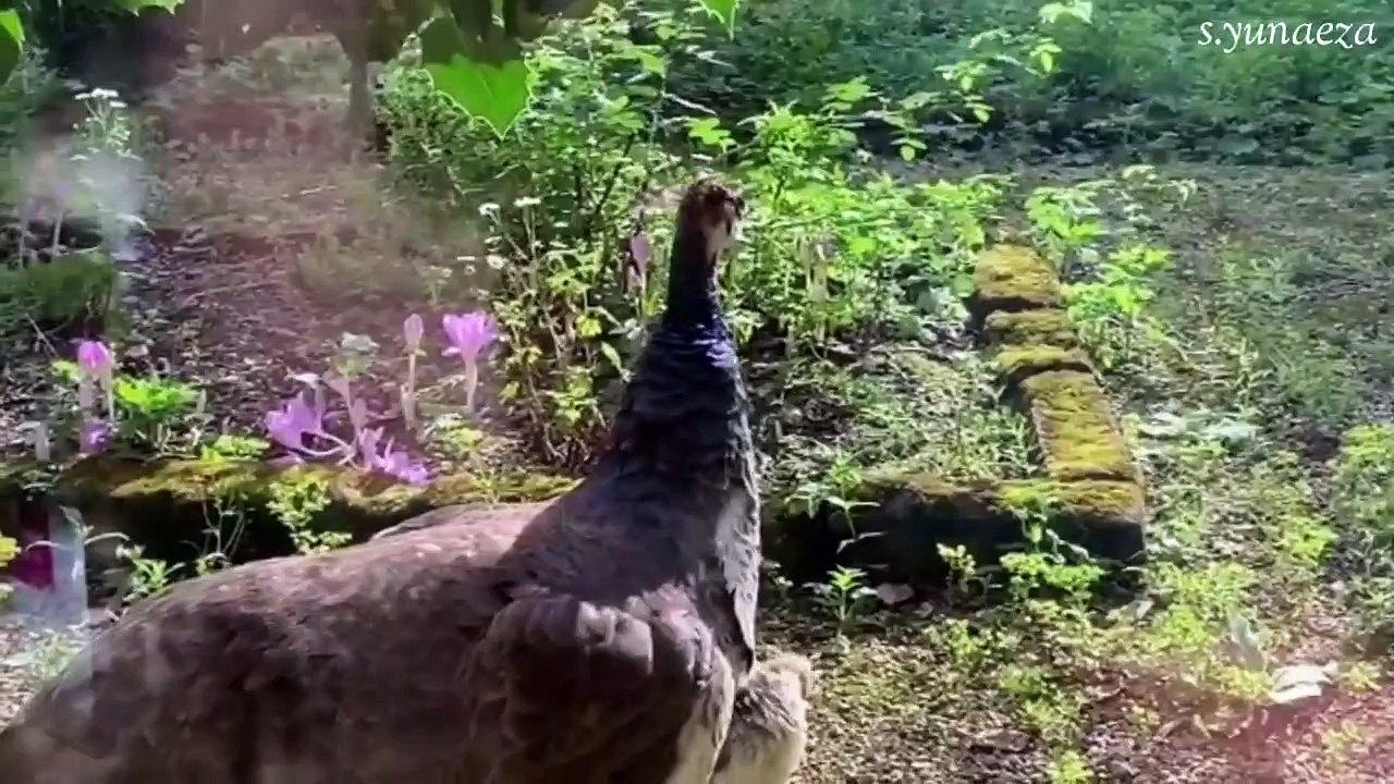 Burung Merak _ Peacock _ Ternyata Ini Fungsi dari Bulu Merak yg Cantik !!_HD