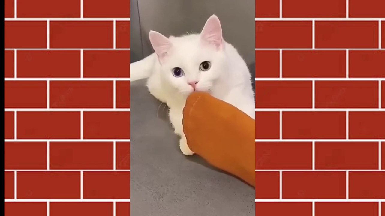 Funny cat compilation