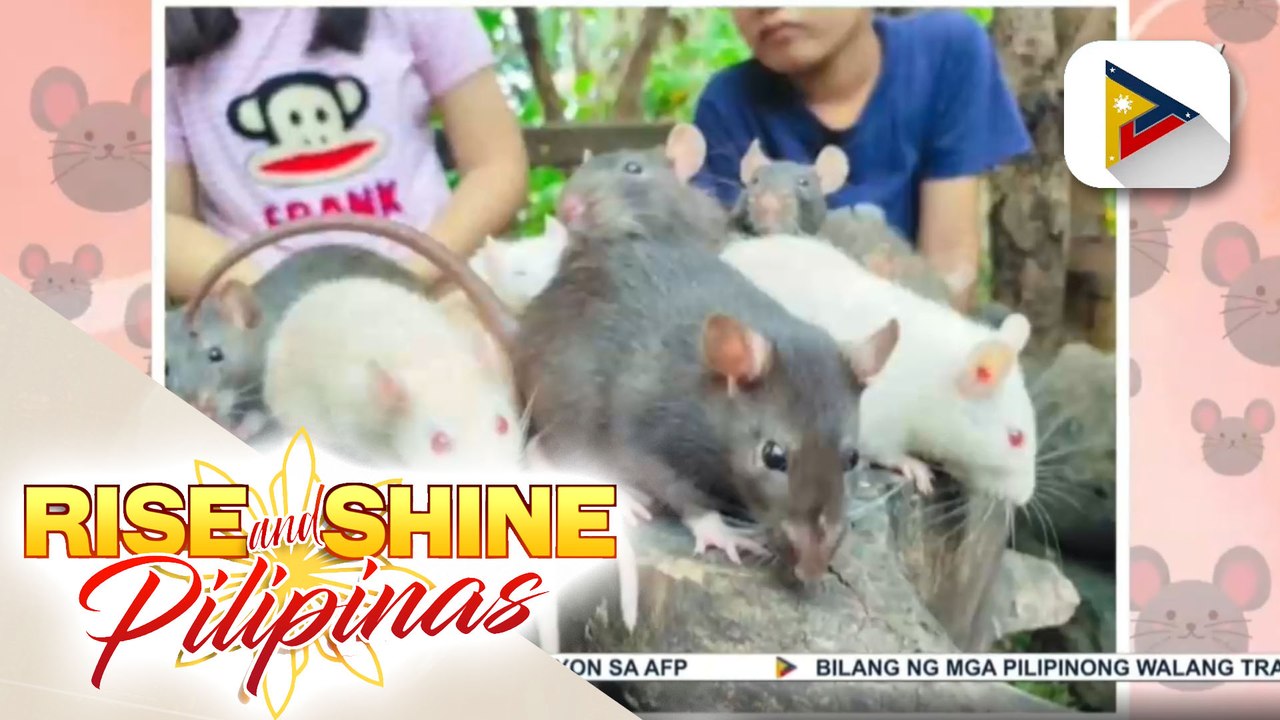 Alamin ang iba't ibang uri ng mga daga at natatanging mga katangian nito