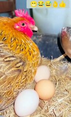 #funny #comedy #laugh #videos #animal