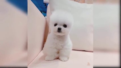 Attractive Baby Dogs Cute and Funny Moments Videos Compilation