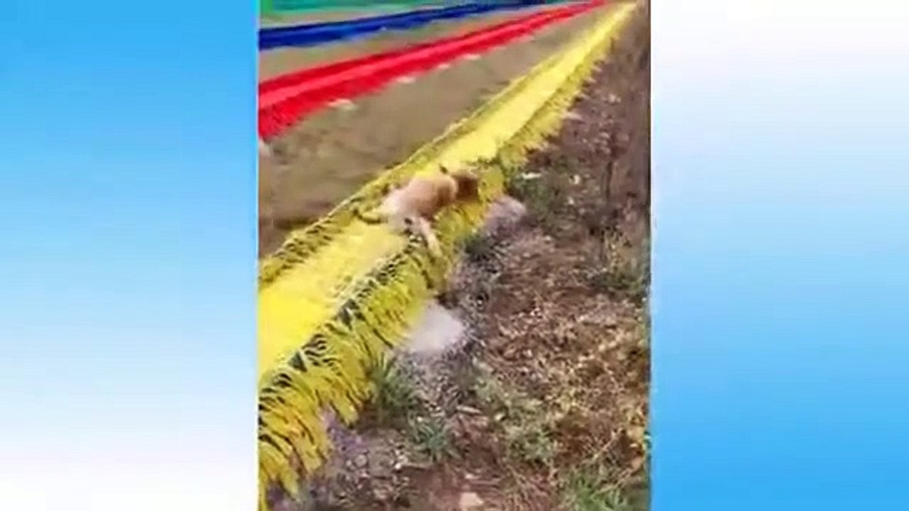Top Funny Cat Videos Of The Weekly TRY NOT TO LAUGH #108 - Pet Lover Like You