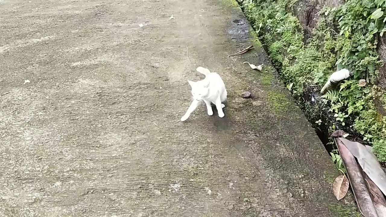 Cute cat