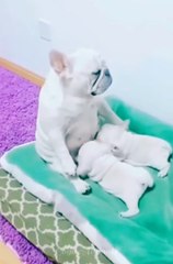 Funny Dogs And Cats, Funny Animals Video #gogoanimals #funnymonkey #funnydogs #funnyanimals