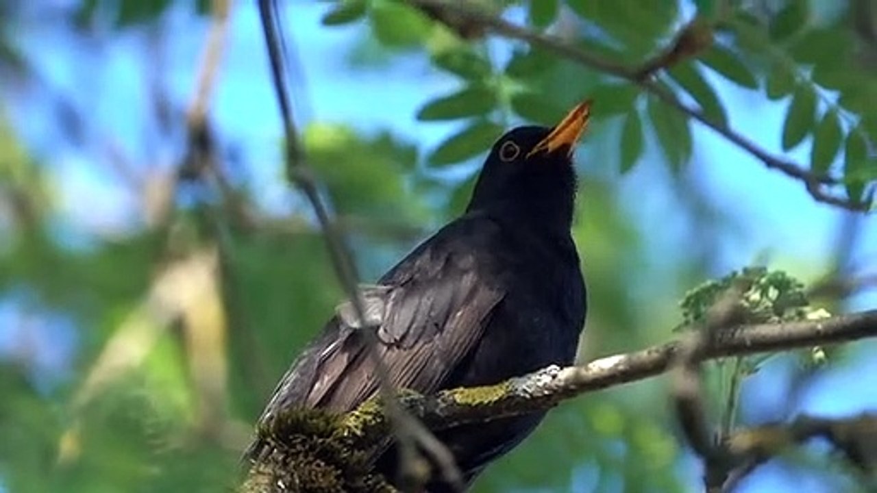 Burung apa ini...?