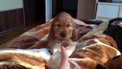 Cocker Spaniel first day in new home.