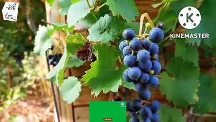 Grapes gardens