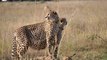 Cheetahs Takedown a Wildebeest | The Way of the Cheetah | Cheetah Free Stock Videos - No Copyright