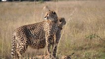 Cheetahs Takedown a Wildebeest | The Way of the Cheetah | Cheetah Free Stock Videos - No Copyright